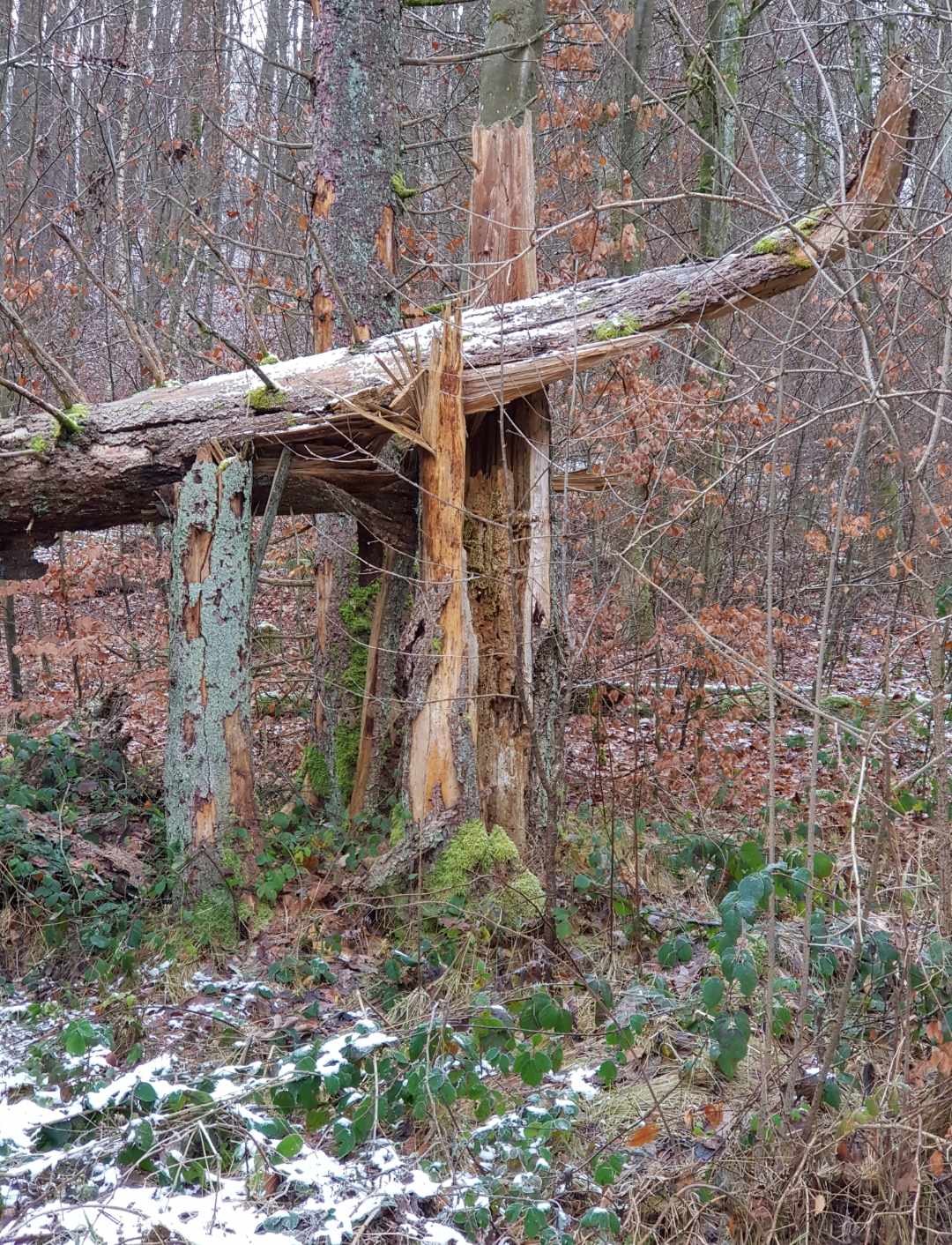 460071_20201229-104030_8505_gallery.jpg