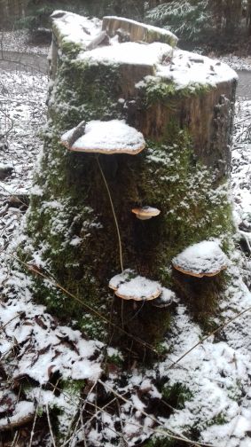 20201231_104545schneepilz2.jpg