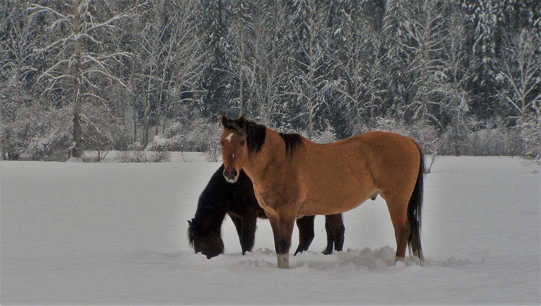 kanada03012021.jpg