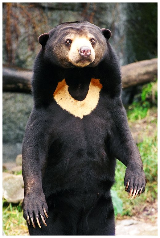 sunbear.jpg