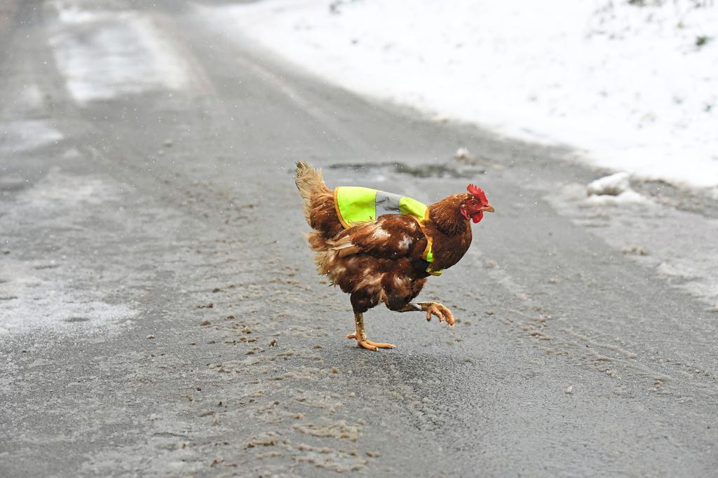 in-detmold-versorgt-ein-huhn-die-nachbarschaft-....jpg