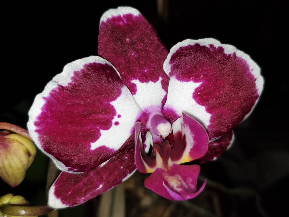 orchidee_2_jan_2021.jpg