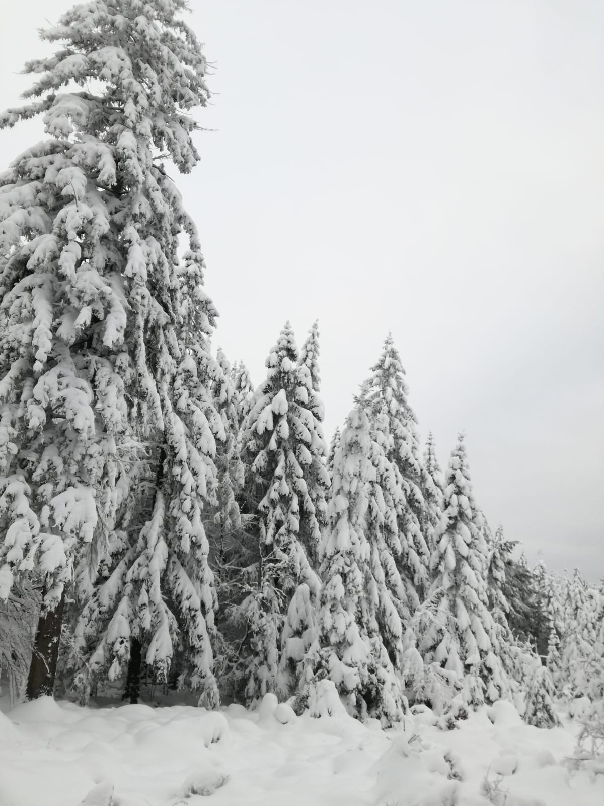 schnee_venn_4.jpg