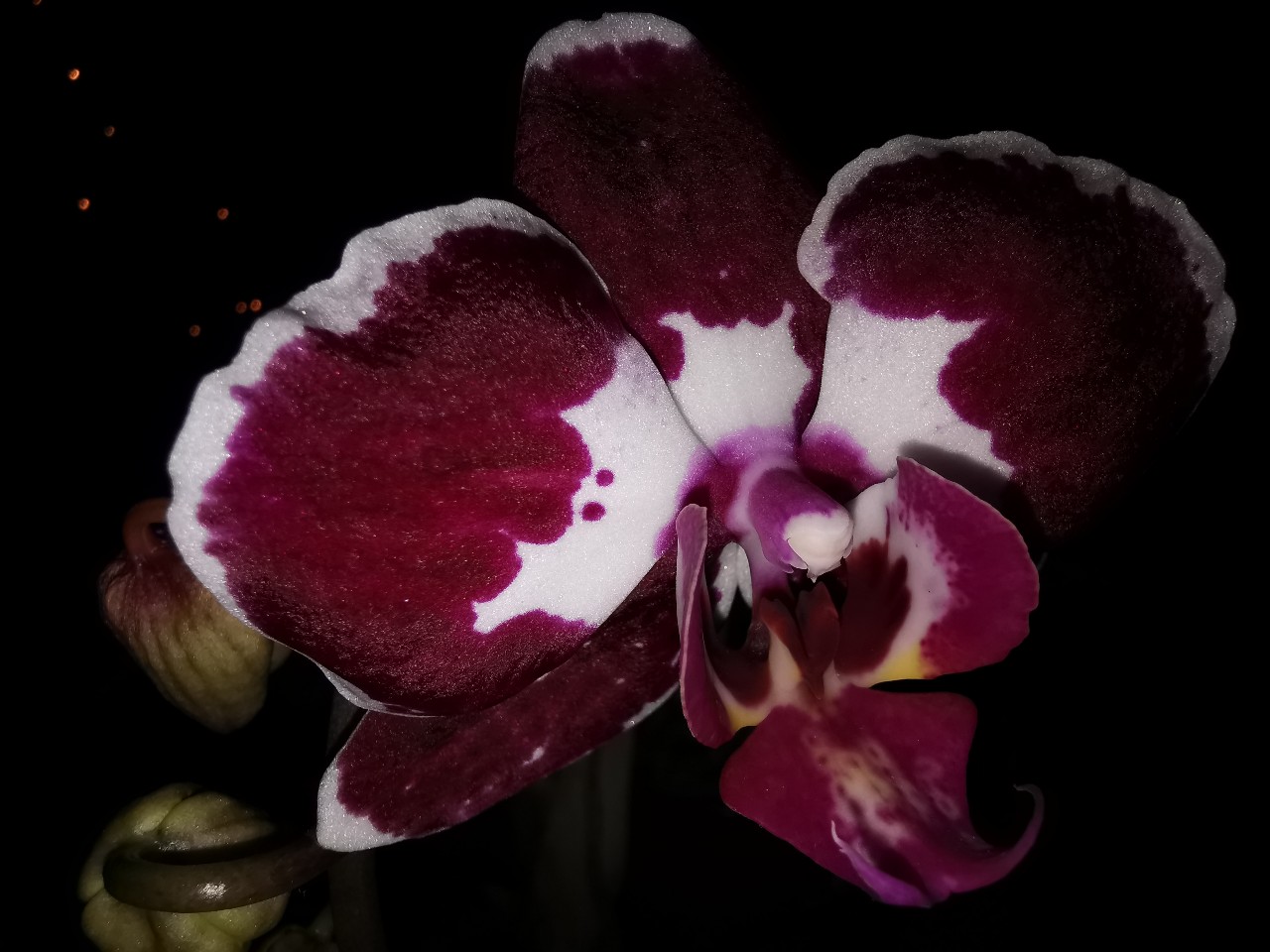 orchidee_jan_2021.jpg