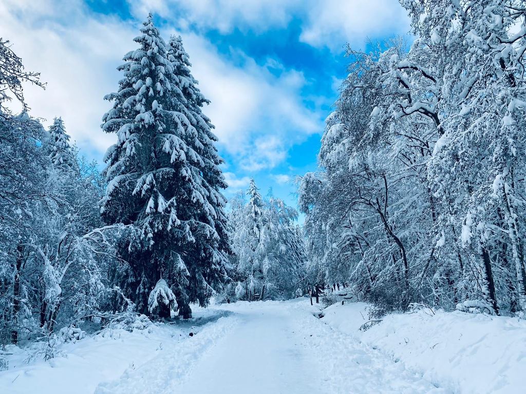 schnee_venn_7.jpg