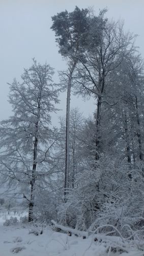 20210114_101233wald1.jpg