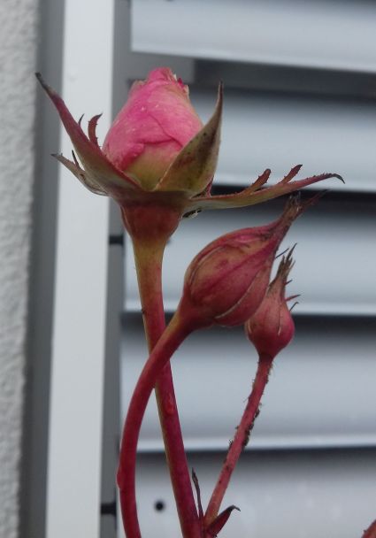 20210123_104629rose2.jpg