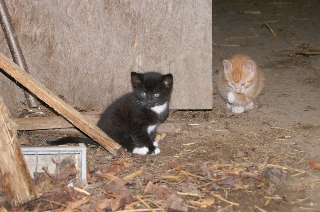 _dsc4740katzen_2.jpg