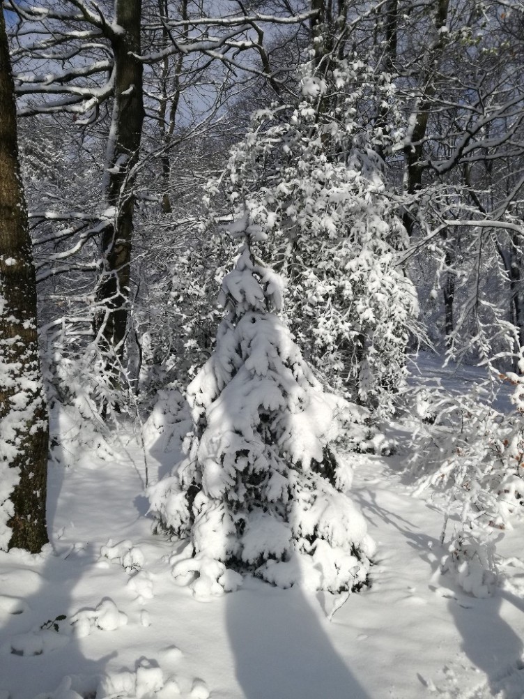 t__nnchen_im_schnee.jpg