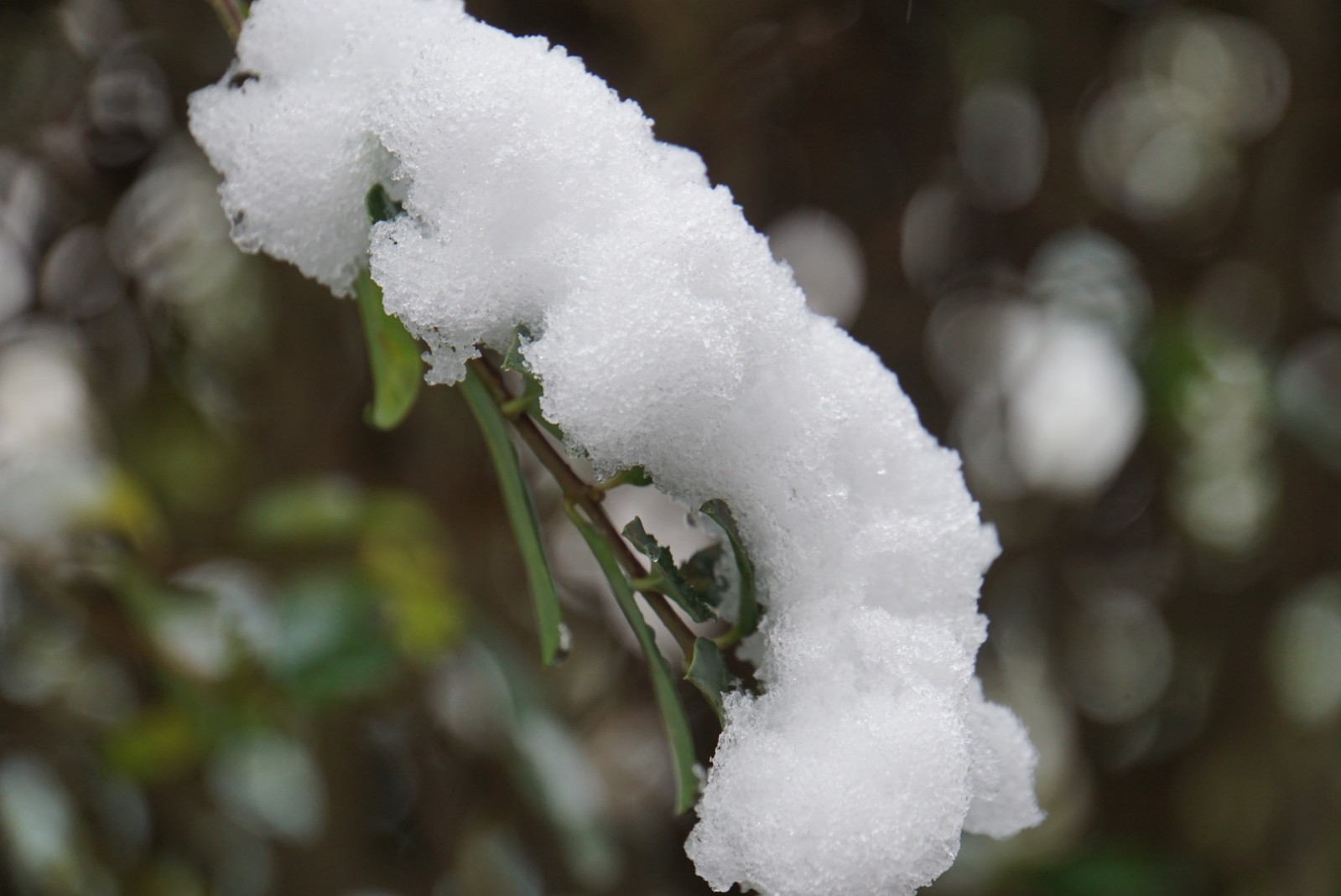 schnee_1ter_dez.jpg