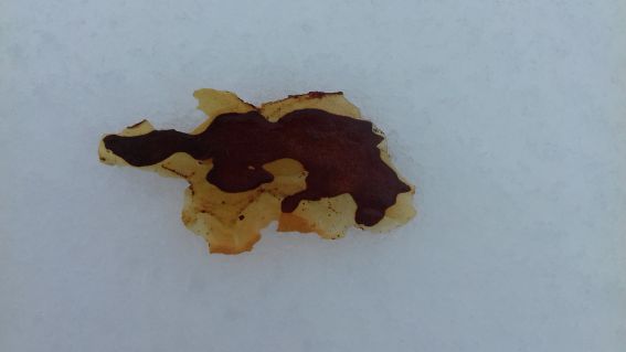 20210128_101654hund.jpg