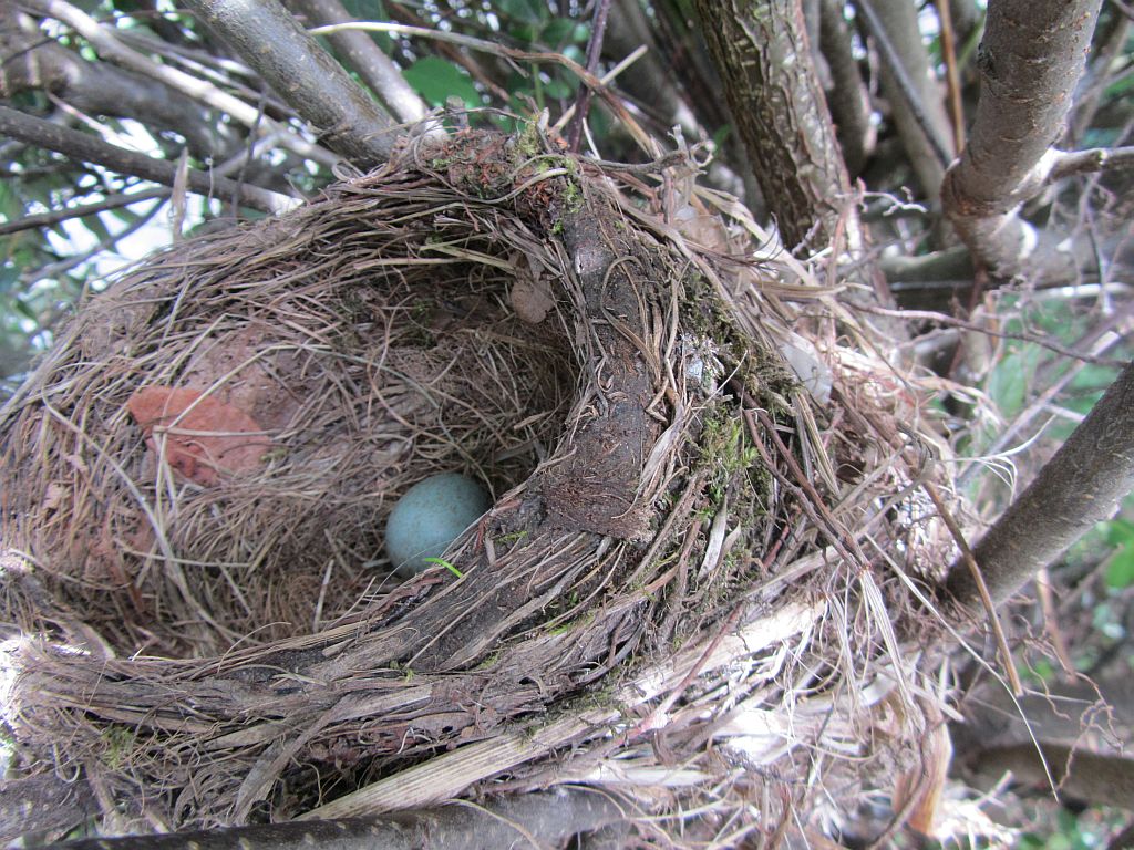 vogelnest-im-garten.jpg
