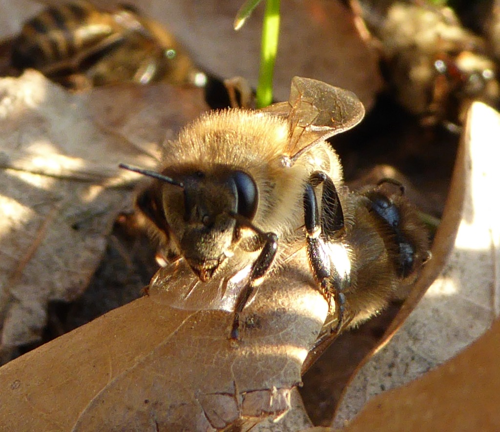 bienen.jpg