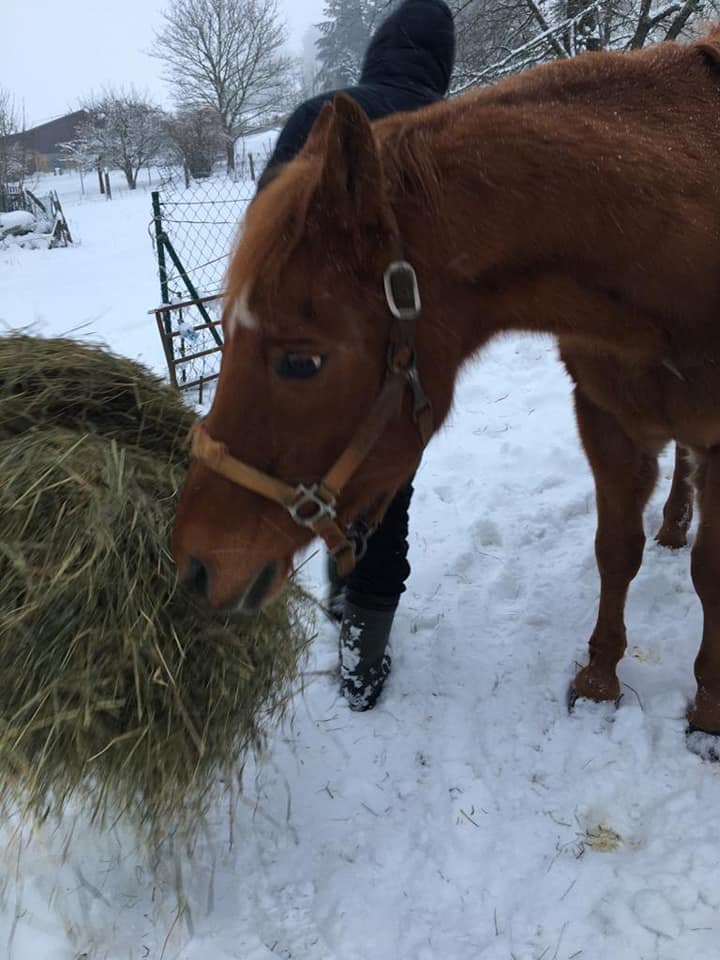 pferd_im_schnee.jpg
