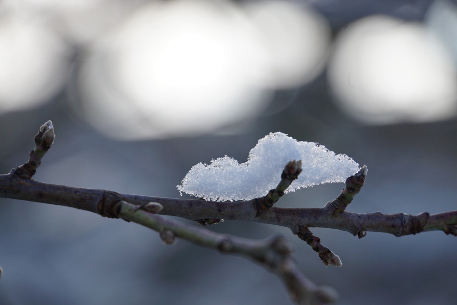 schneew__lkchen_1_jan_2021.jpg