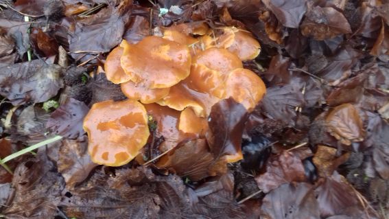 20210202_100059pilz_winter.jpg