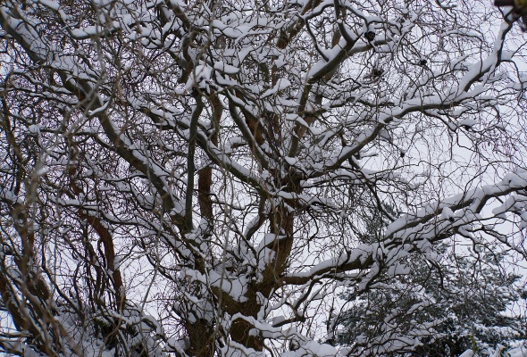 schneebaum_2021.jpg