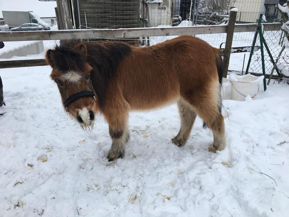 pferd_2.jpg