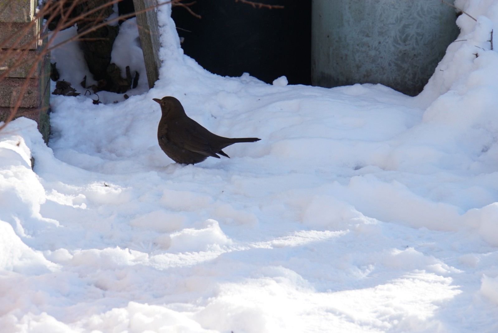 amsel_feb_2021.jpg