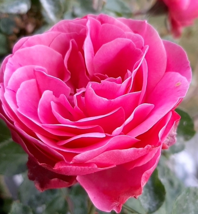 tolles_rose.jpg