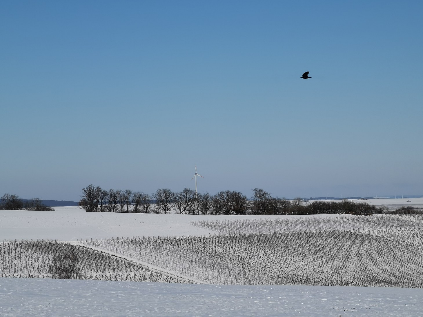 weinberge.jpg