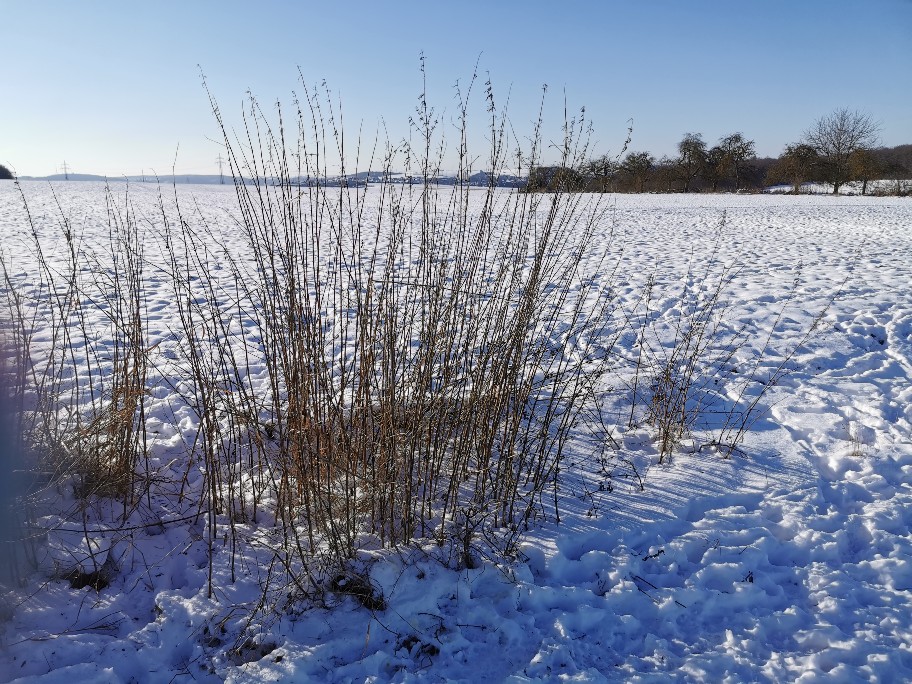 schneespaziergang_2021.jpg