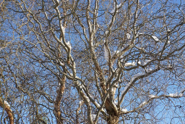 baum_mit_meise_2021.jpg