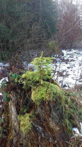 20210217_095252neuer_baum.jpg
