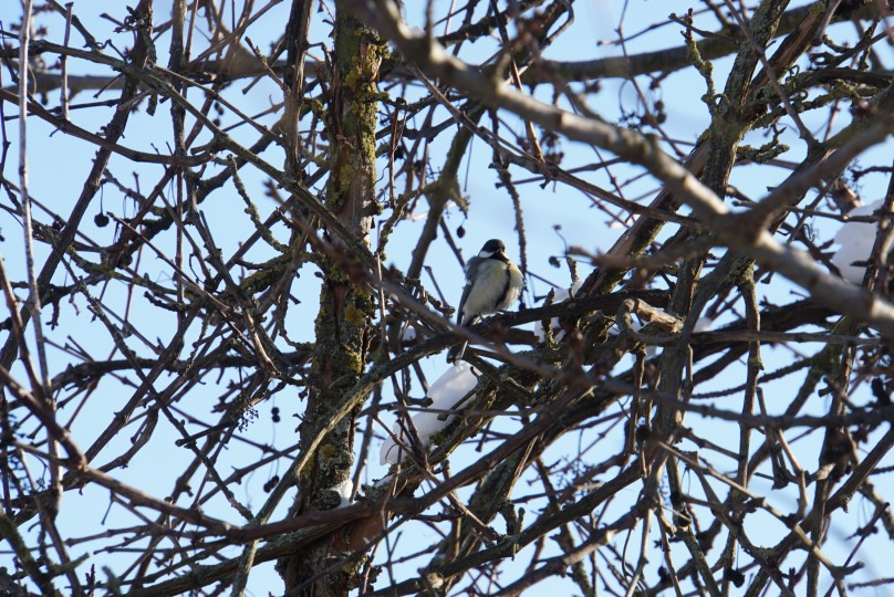 meise_im_baum_2021.jpg