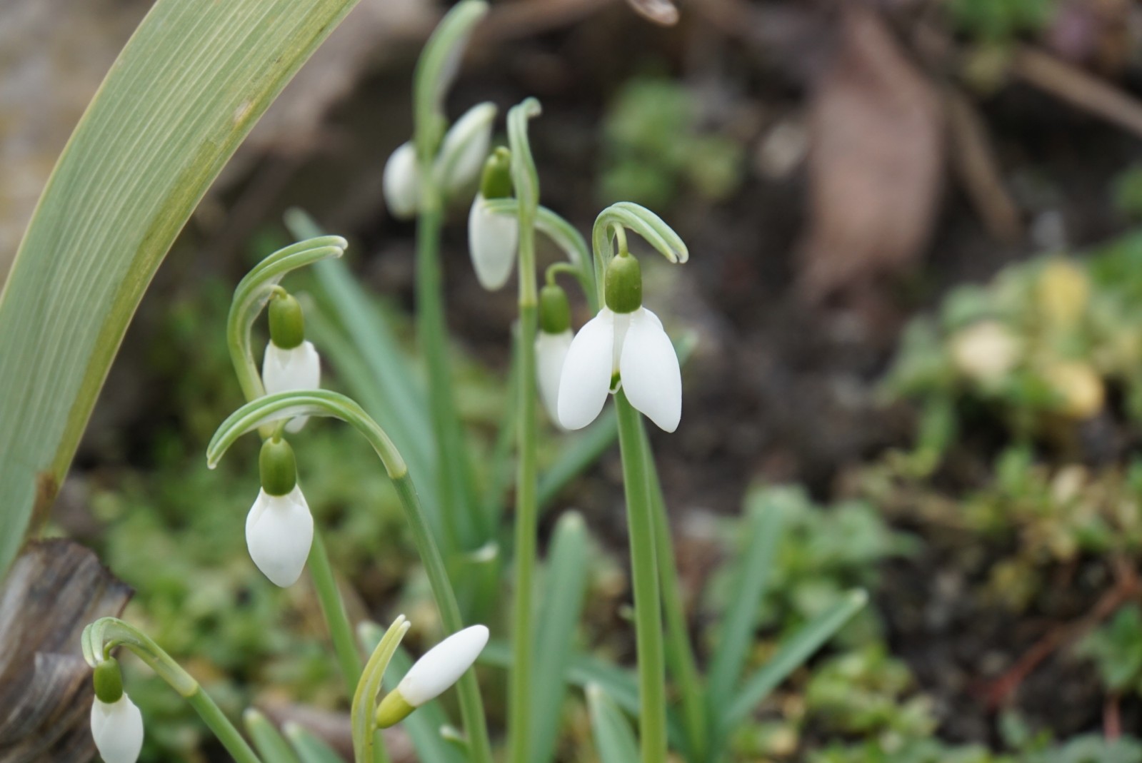 schneegl__ckchen_feb_2021.jpg