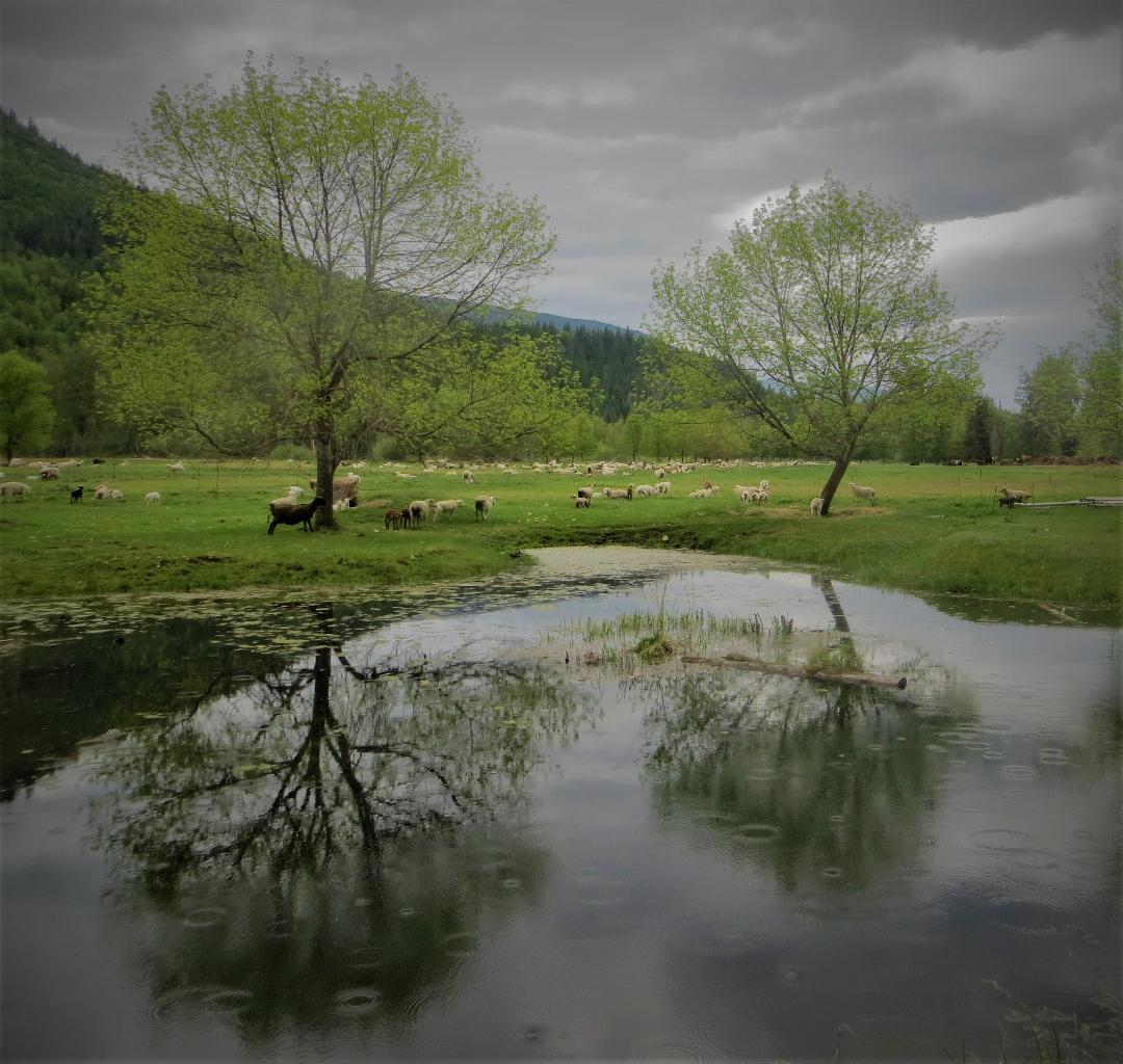 farm_kanada_im_juni.jpg