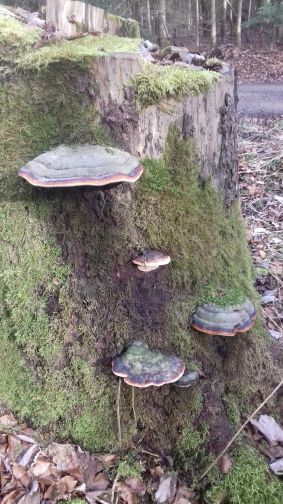 20210222_101254pilz_familie.jpg