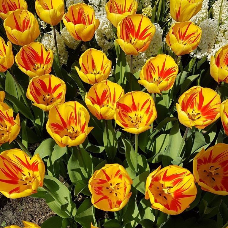 sch__ne_tulpen.jpg