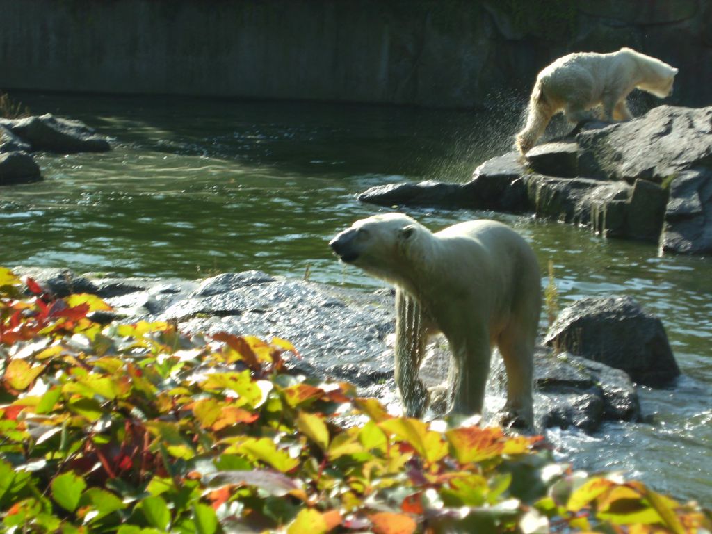 eisbär01.jpg