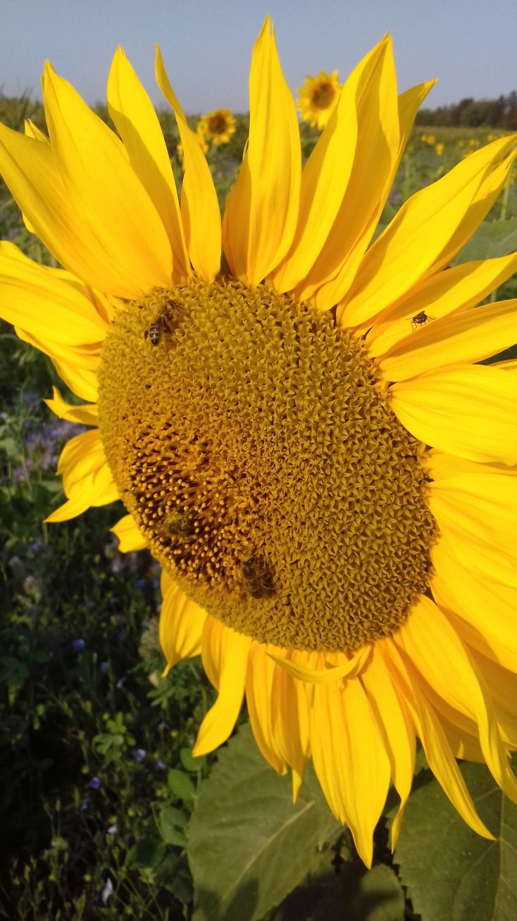 20200912_090908sonnenblume2.jpg