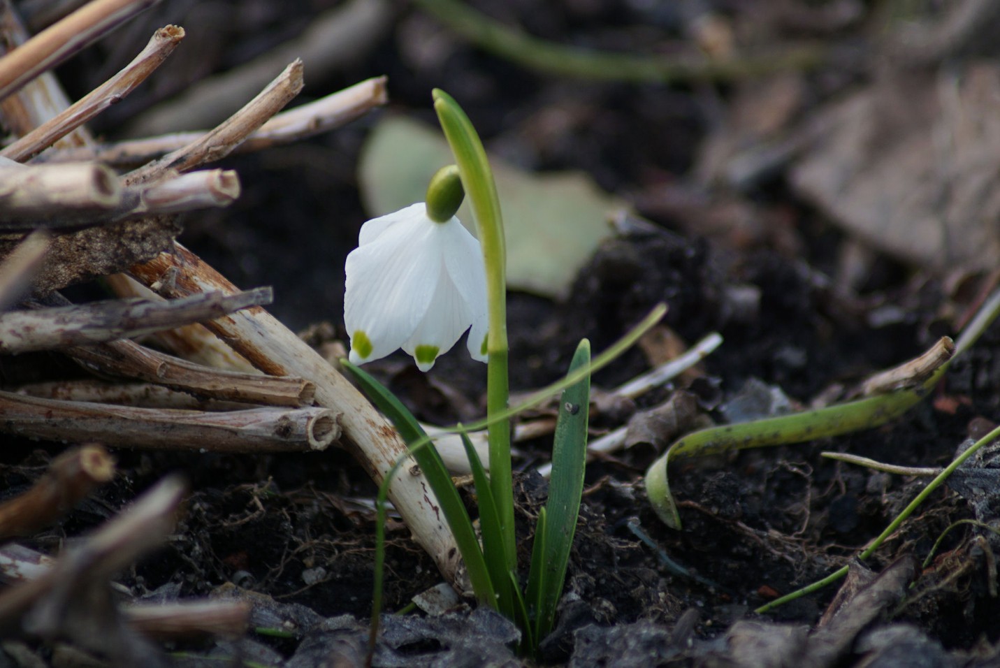 schneegl__ckchen_7_feb_2021.jpg