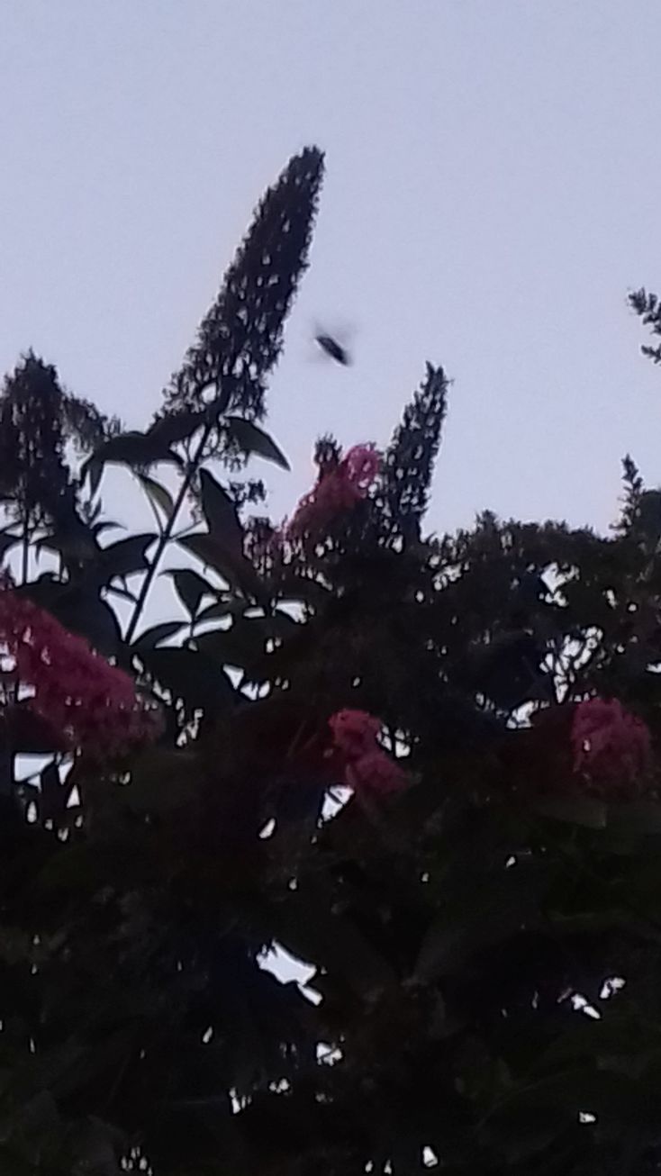 20200825_202104flieder31.jpg