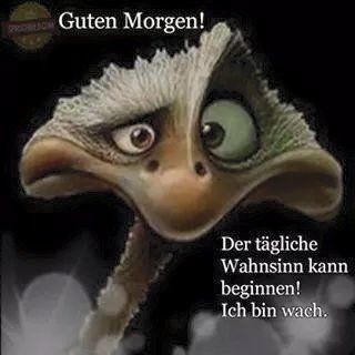 moin_der_wahnsinn_kann_beginnen.jpg