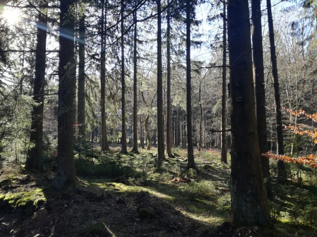 im_wald.jpg