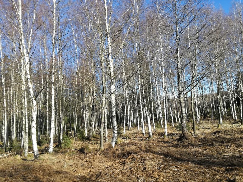 birkenwald.jpg