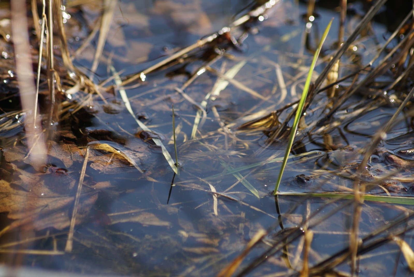 wasser.jpg