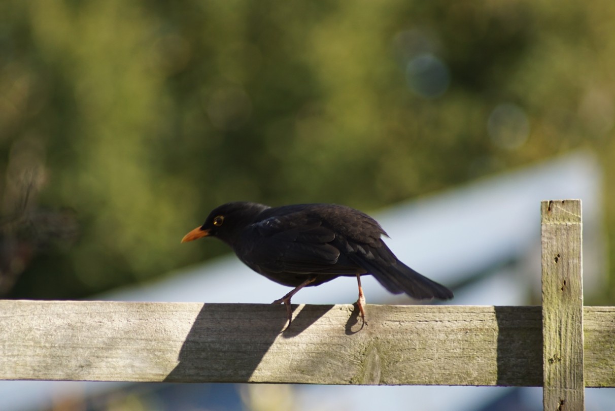 amsel_2021.jpg