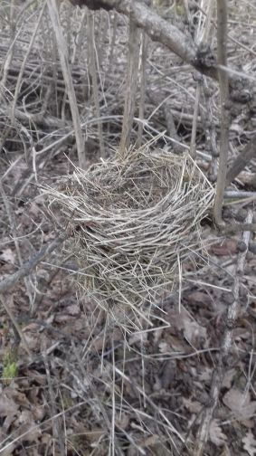20210304_100452nest.jpg