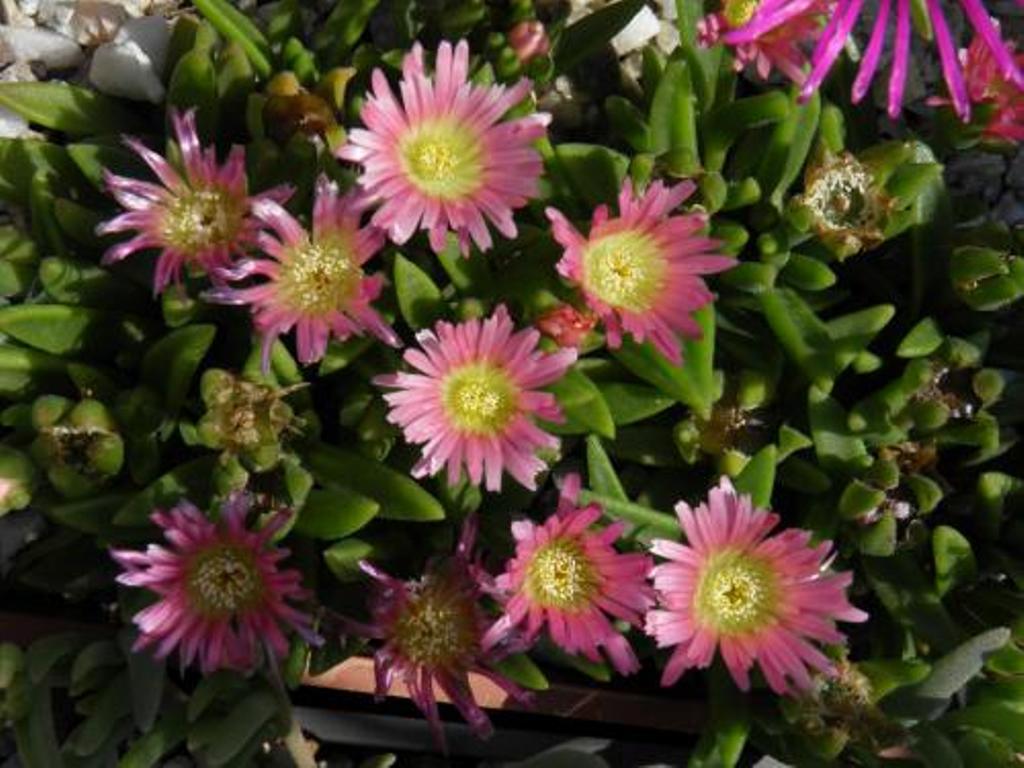 mittagsblumen.jpg