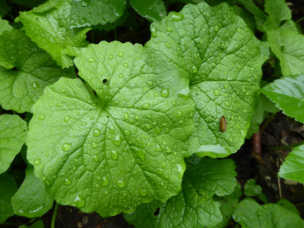 1220380_knoblauchsrauke.jpg