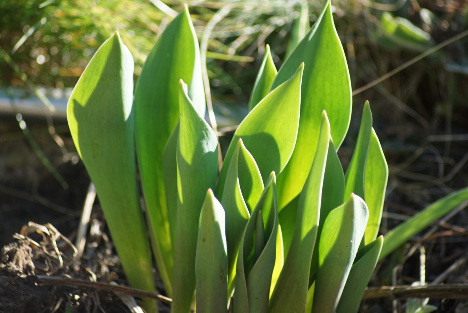 tulpen_m__rz_2021.jpg