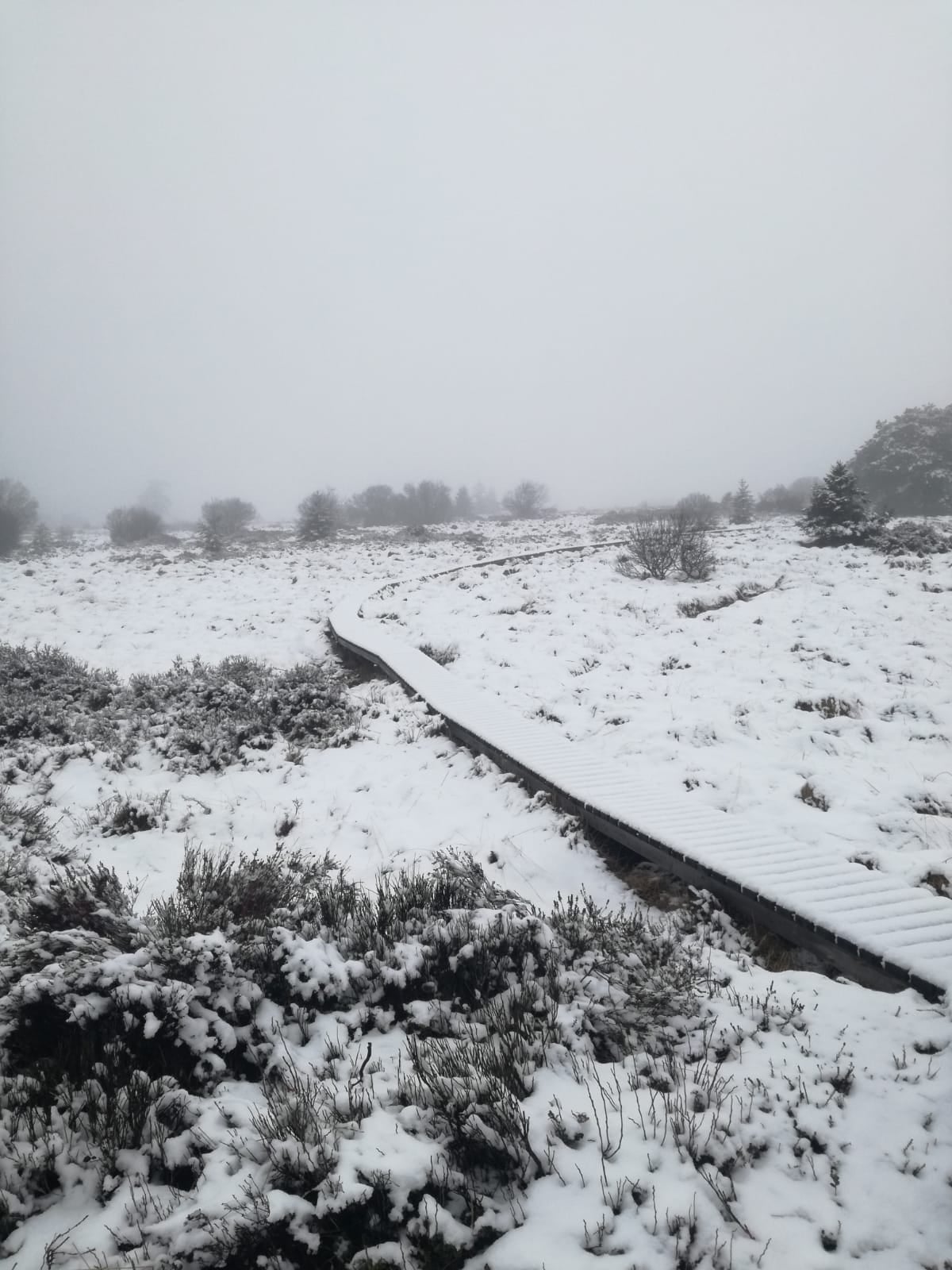 schneeweg_durchs_venn.jpg