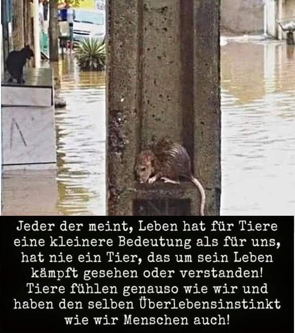 ratte_ins_angst.jpg