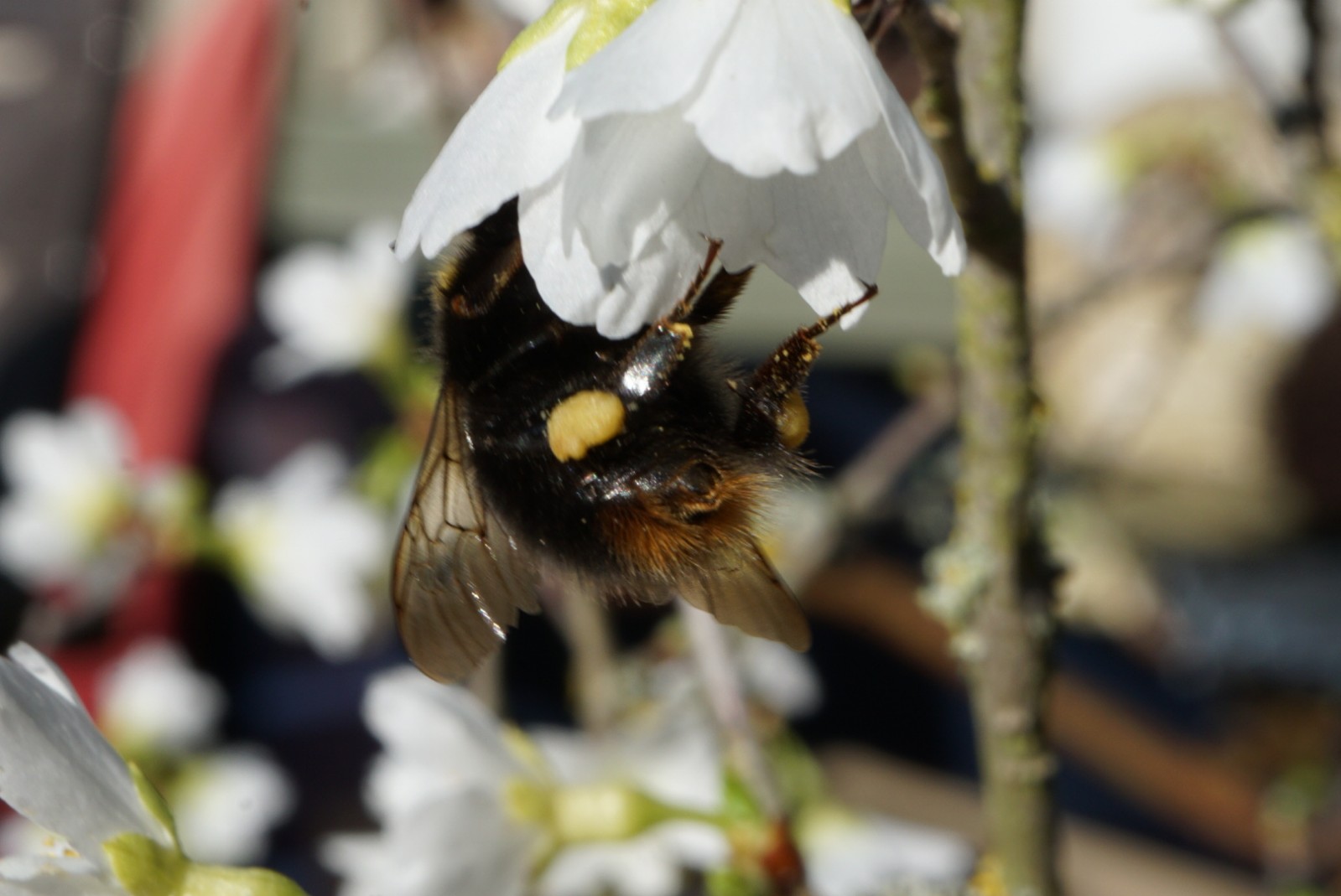 zierkirsche_mit_hummel.jpg