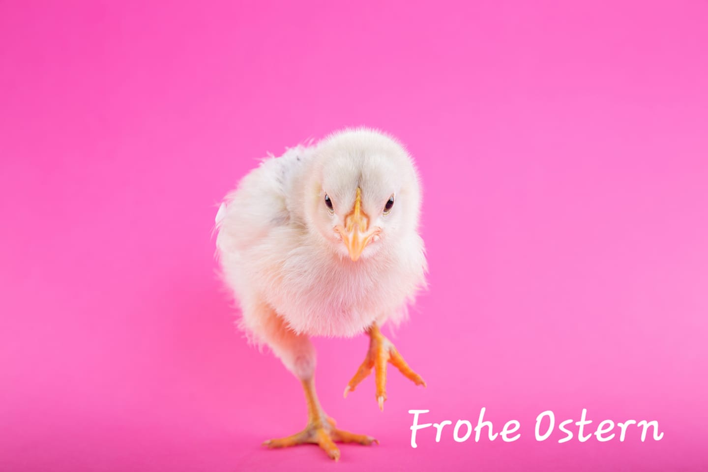 frohe_ostern.jpg